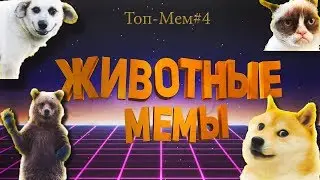 Самые известные животные в интернете | Животные-мемы