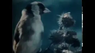 Птицы суши