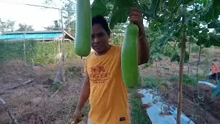 3rd harvest ampalaya mestisa f1 at upo mayumi f1