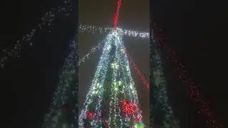 Залез на елку в Кривом Роге