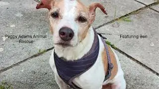 Peggy Adams Animal Rescue  - Featuring Ben.