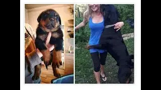 How I Raised My Rottweiler: From Fluffy Puppy to... ?