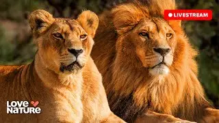 🔴 24/7 LIVE: Wildlife & Nature Documentaries | Love Nature