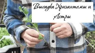Высадка Хризантемы и Астры 2022