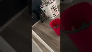 My cat look scared!