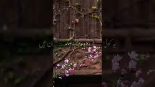 Aur ab toh saram aati hai🥺🥺 #islamzindabaad #freeplastine