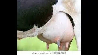 HOW HEAVY IS THE COW'S BREAST!