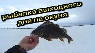 МЕДВЕДИ ПРОСЫПАЮТСЯ, А МЫ ЗА ОКУНЕМ #тайгахмао
