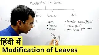 Modification of Leaves in Hindi
