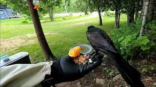 Ewan Dobson - Feeding Common Grackle [June-13-2020]