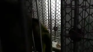 Green cheek conure in playful mood