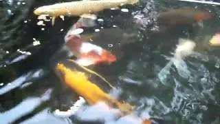 My neighbours fish pond