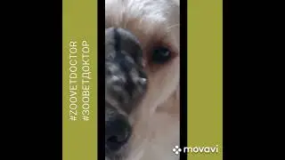 Отит, заболевание ушей у кошек и собак,  причины заболевания лечение препараты совет ветеринара блог