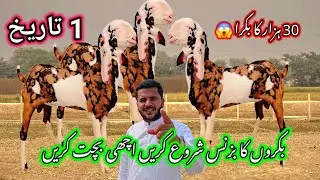 Bakra farm 2024 Bakra Mandi Bakra business video Bakra Eid Mandi Bakra Mandi Pakistan