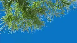 Bamboo Tree green screen video, Green screen tree, tree green screen effect kinemaster, P-27