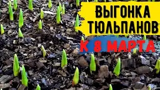 Начало Выгонки Тюльпанов к 8 Марта! #4