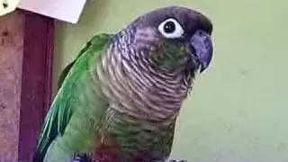 Green Cheek Conure Dancing to 