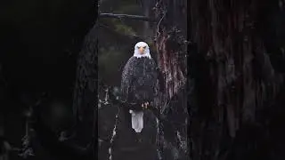 Строгий взгляд орла