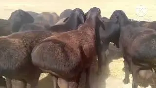 Хусори кочкорлар