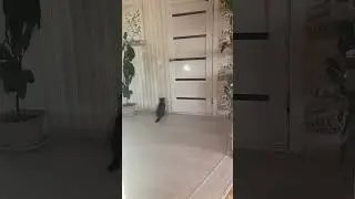 У кота зарядка🌞