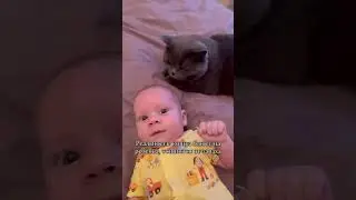 Expectation vs. Reality with a cat) | Video author : @okk_google