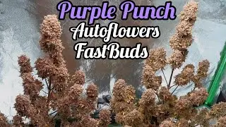 PURPLE PUNCH AUTOFLOWERS READY TO HARVEST, FASTBUDS, MARS HYDRO FC-E6500 LED GROW LIGHT