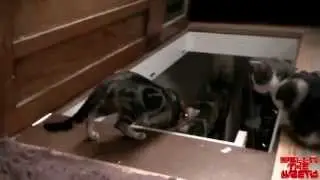 Кот помог другу