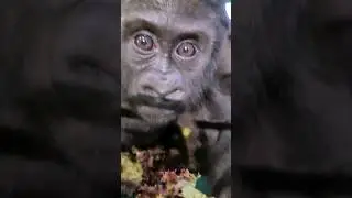Welcome a new member of the troop! #gorilla #baby