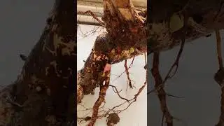 Ежевика ремолтантная Агавам размножение по корням.Осень дом копка песок и до весны весенние всходы!