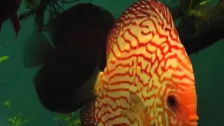 Discus fish Carnation Pigeon n Blue Face Brown spawning