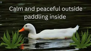 Relaxing music video