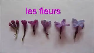 le lilas, un arbuste ornemental
