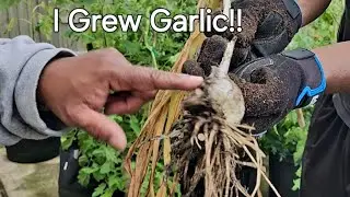 I Grew Garlic!! #gardening #containergardening  #growyourownfood #htown #