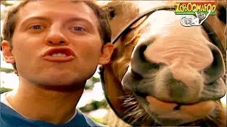 🐘 Zoboomafoo with the Kratt Brothers! HD | Full Episodes Compilation 11 🐘