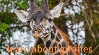 let's learn about giraffes