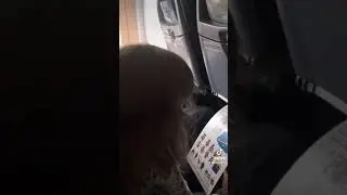 Перелет в Анапу, поделки из крабов