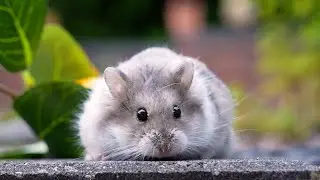 The Most Grumpy Hampter?