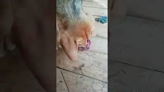 Вьюга и Гостинец!