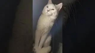 Просто Федя #доброеутро #котыприколы #cat #федя #кот