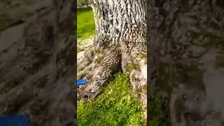 Abattage d'un gros noyer avec la 660 ma première vidéo #forestmen #bucheron #forestier