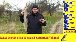 Ловля певчих птиц на самый маленький тайник? - Че́ллендж