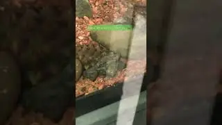 Baby Alligator Snapping Turtle’s 🐢#alligatorsnappingturtle #Babyalligatosnappingturtle’s#nature