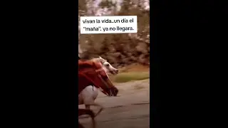 😎 síguenos para más  Visita nuestra pagina ELRANKI.COM   #viral  #musica #new #video #cool #nic...