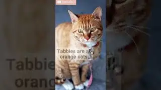 the orange cats - 4 fun facts #short