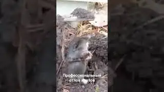 поймал крота за пять минут на чужем участке