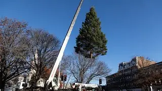 A special delivery, Keene Christmas tree installation