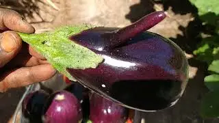 🌱 تجربة حقيقية في جني الشمندر الأبيض والشمر (نتيجة رائعة!)