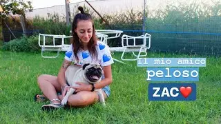 TAG: IL MIO AMICO PELOSO ZAC🐾