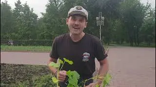 Как сажать огурцы 🥒🥒🥒 в открытый грунт в программе 