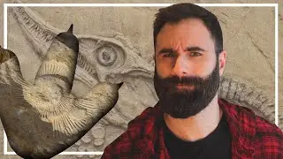 HOW FOSSILS ARE FORMED - FOSILIZATION